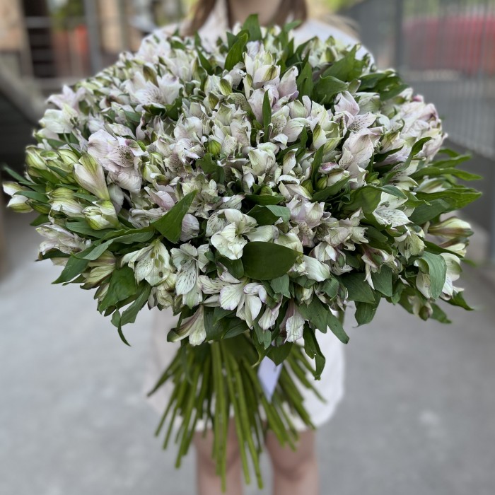 101 бело-фиолетовая альстромерия